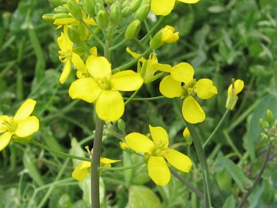 Brassica napus 