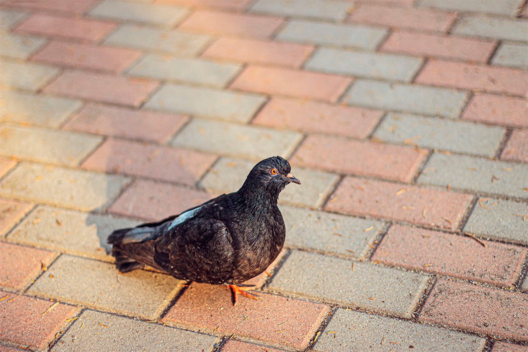 El proyecto de las palomas espías